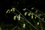 Balkan catchfly